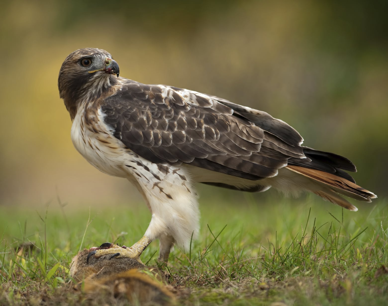 Red-tailed hawk (Buteo jamaicensis)