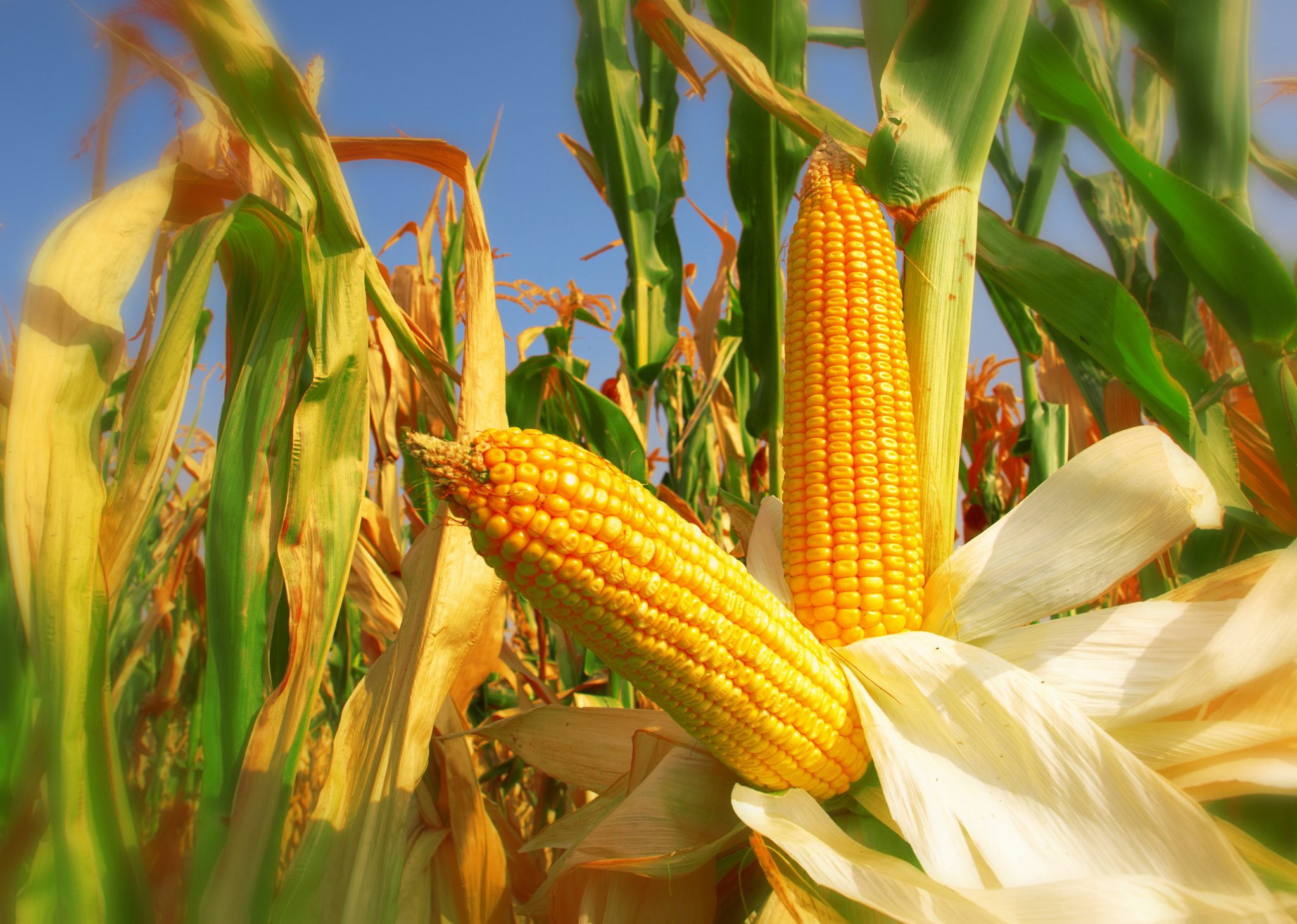 field corn. shutterstock.com/ Zeljko Radojko