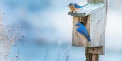 Blue birds sitting on house