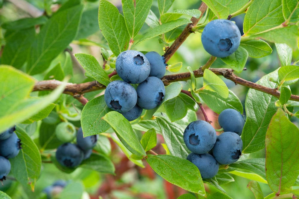 Deciding Which Blueberry Cultivars to Plant - Alabama Cooperative Extension  System