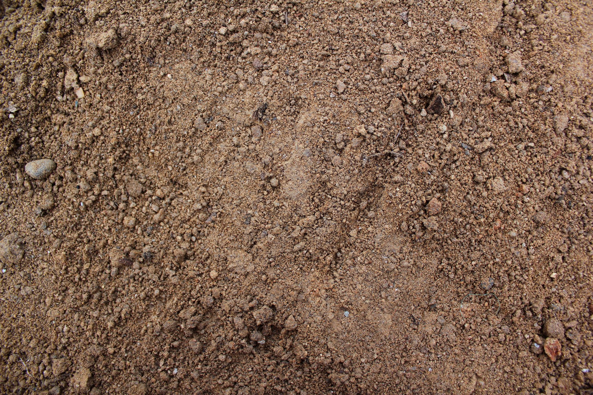 sandy soil