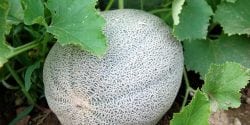 There are several different cover crops management methods cantaloupe growers can utilize in order to maximize production and soil fertility.