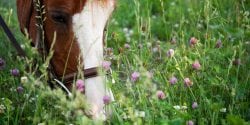 Horse grazing cover crops.