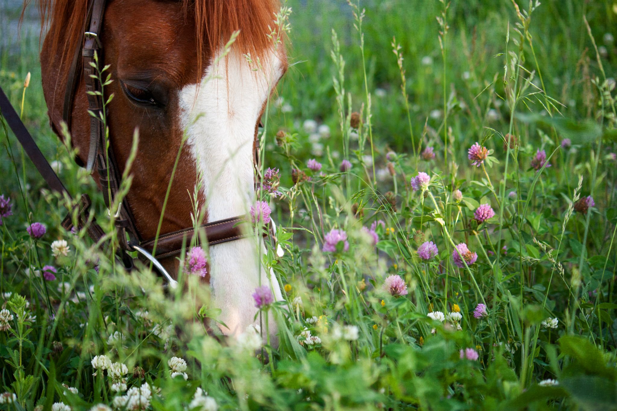 Horse grazing cover crops.