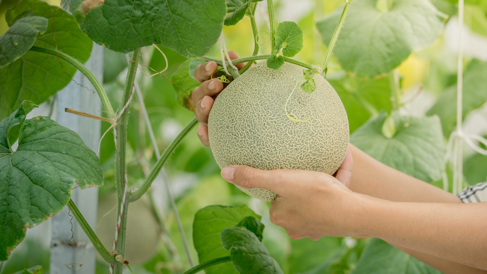 There are several different management options for vegetables, like cantaloupe.