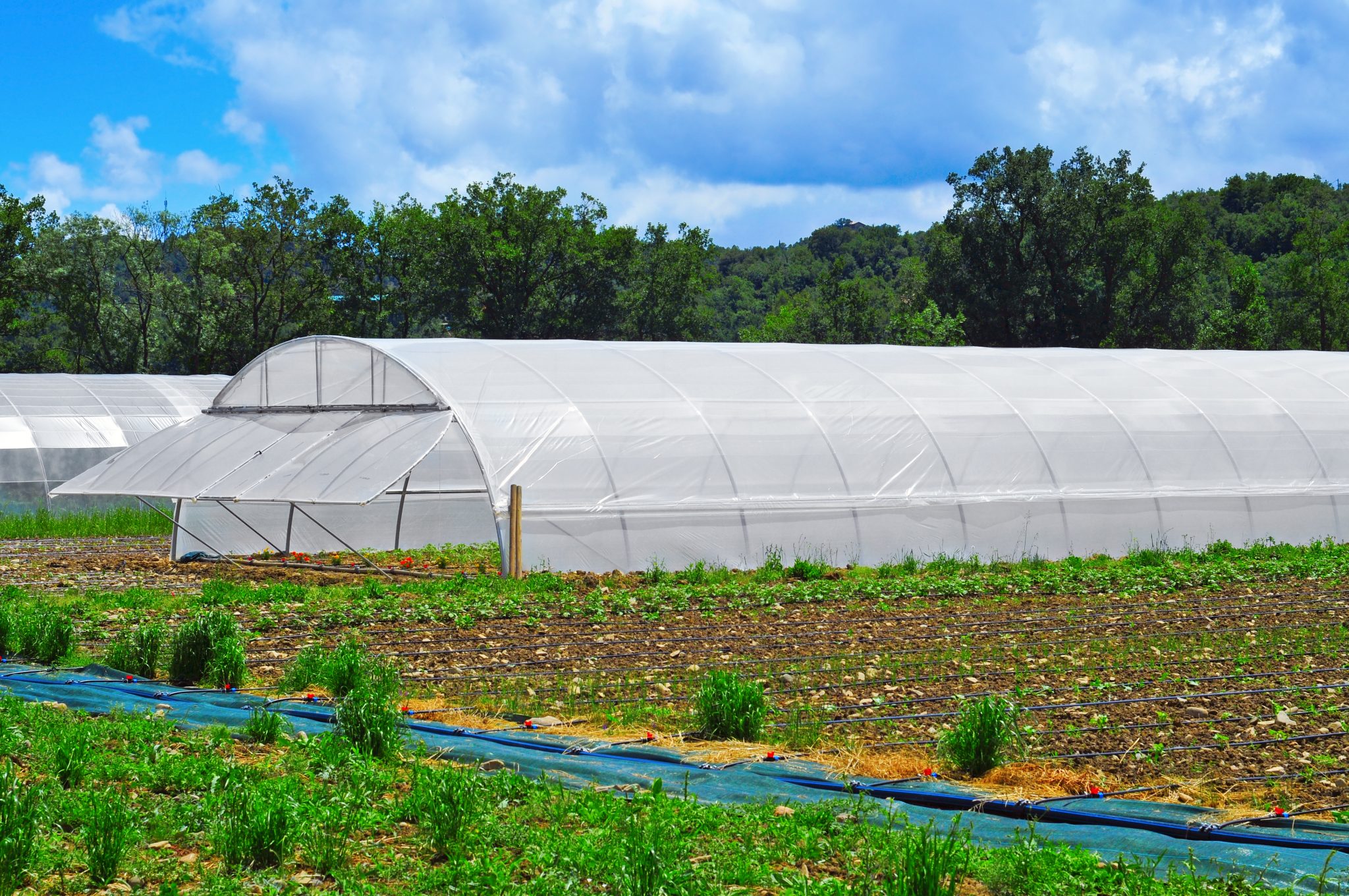 High tunnels extend the spring, fall and winter growing season in southern climates.
