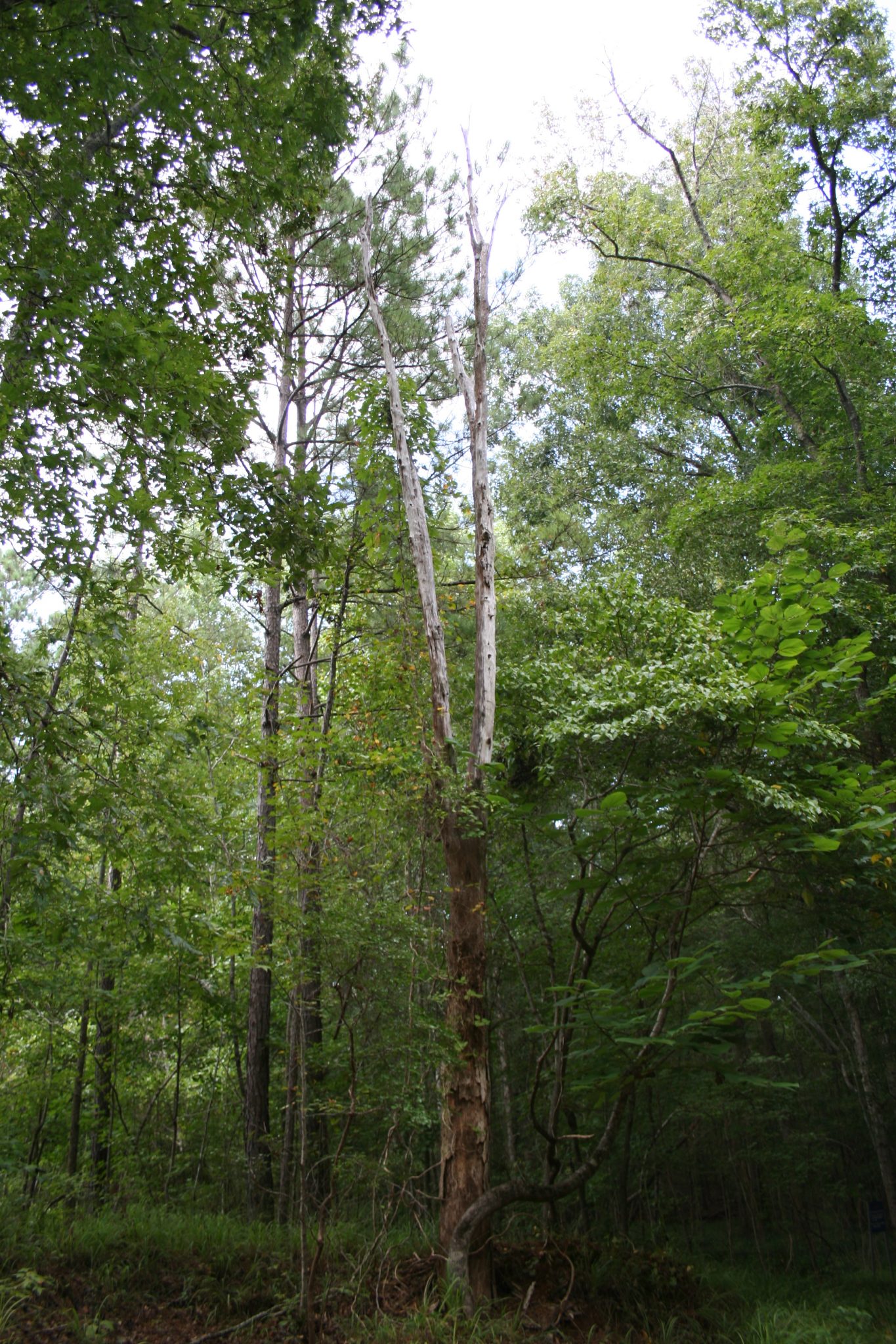 Common Forestry Terms for the Forest Landowner Alabama Cooperative