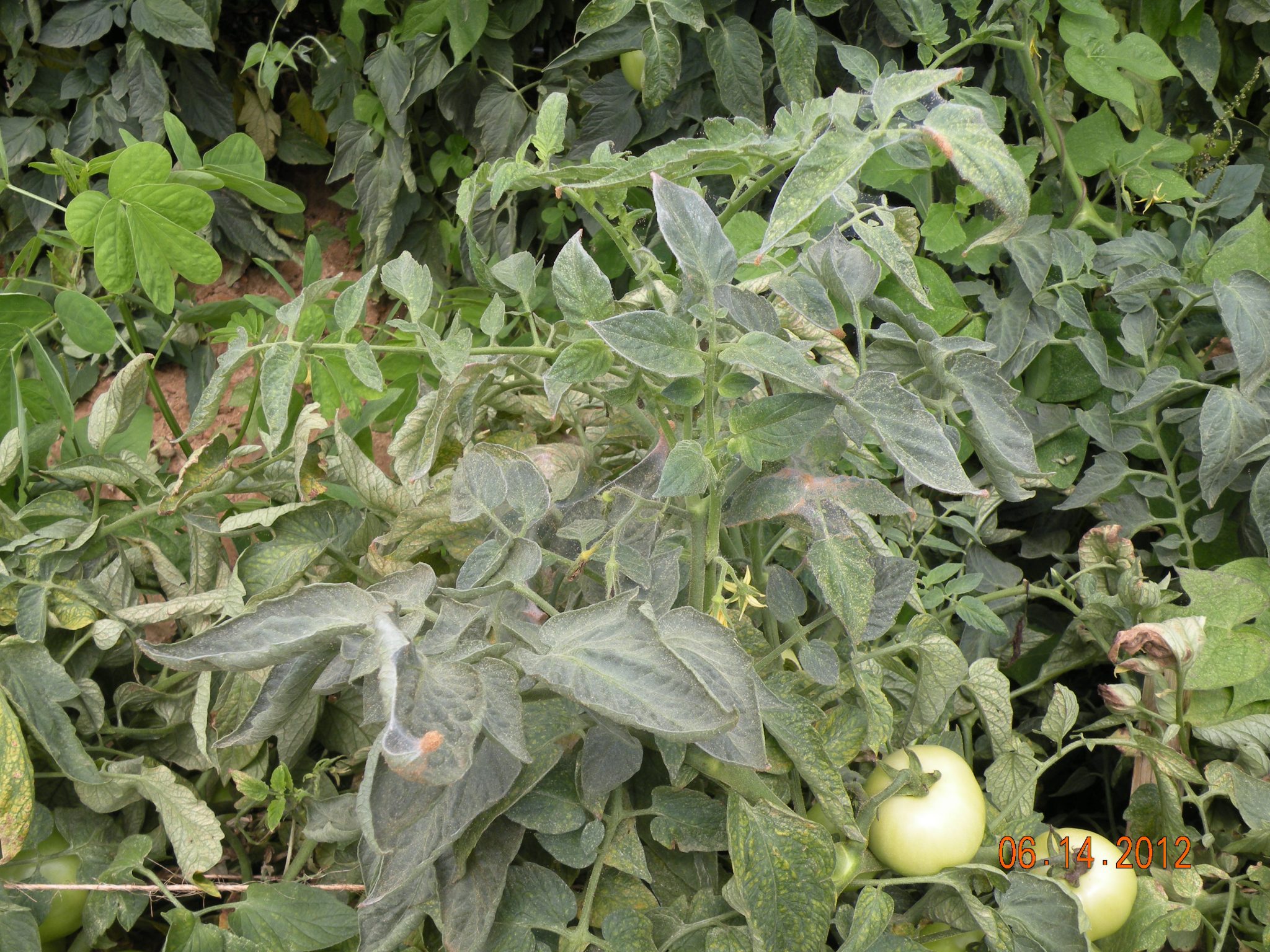 spider mites on tomatoes