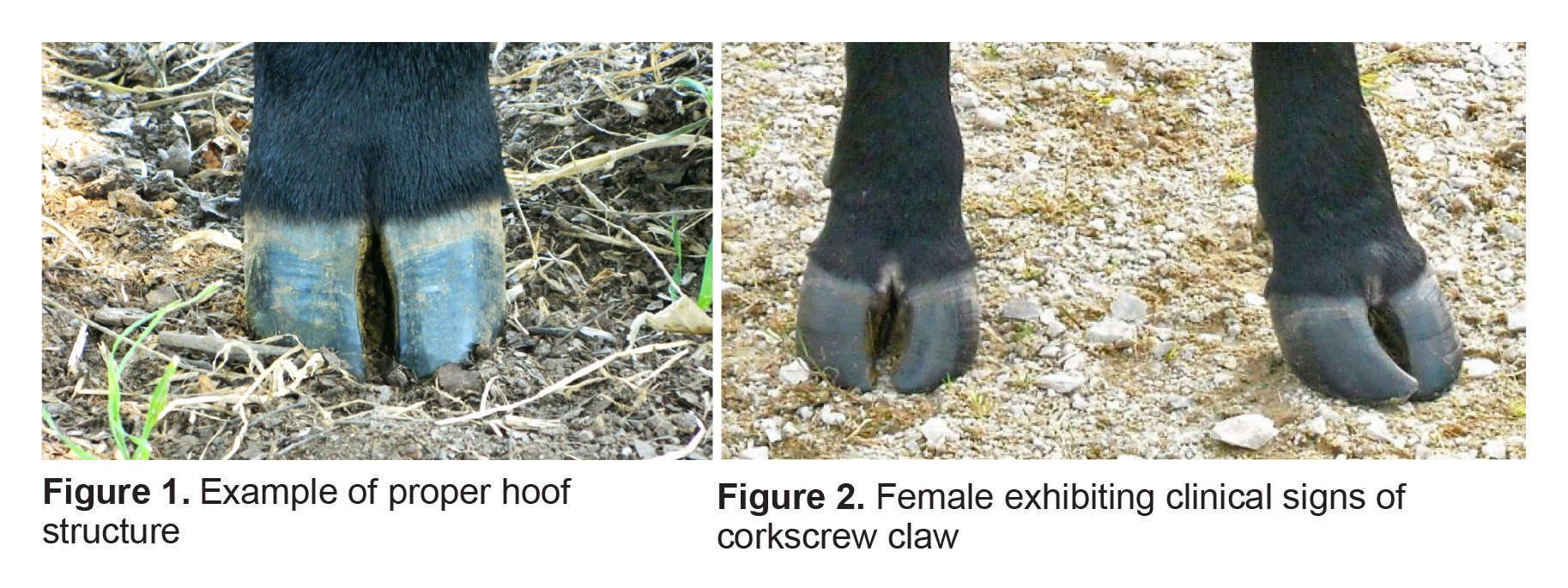 Figure 1. Example of proper hoof structure. Figure 2. Female exhibiting clinical signs of corkscrew claw