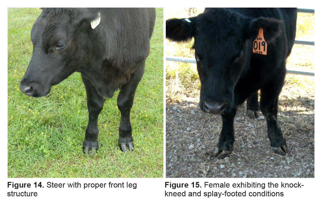 Figure 14. Steer with proper front leg structure. Figure 15. Female exhibiting the knock-kneed and splay-footed conditions.