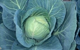 Image of cabbage