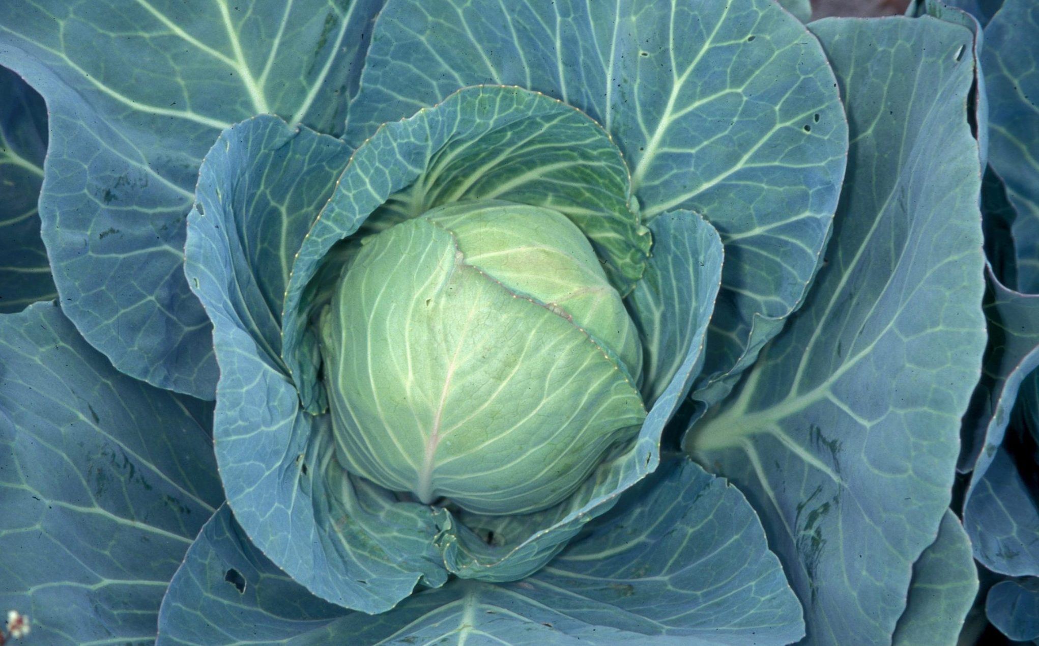 Image of cabbage