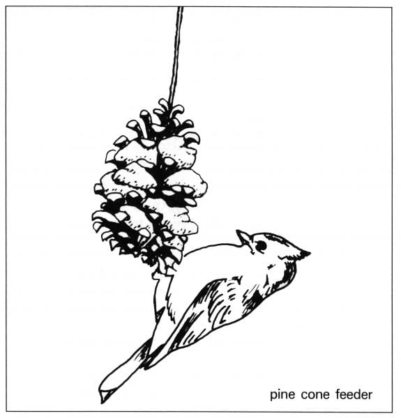Figure 3. Pinecone feeder
