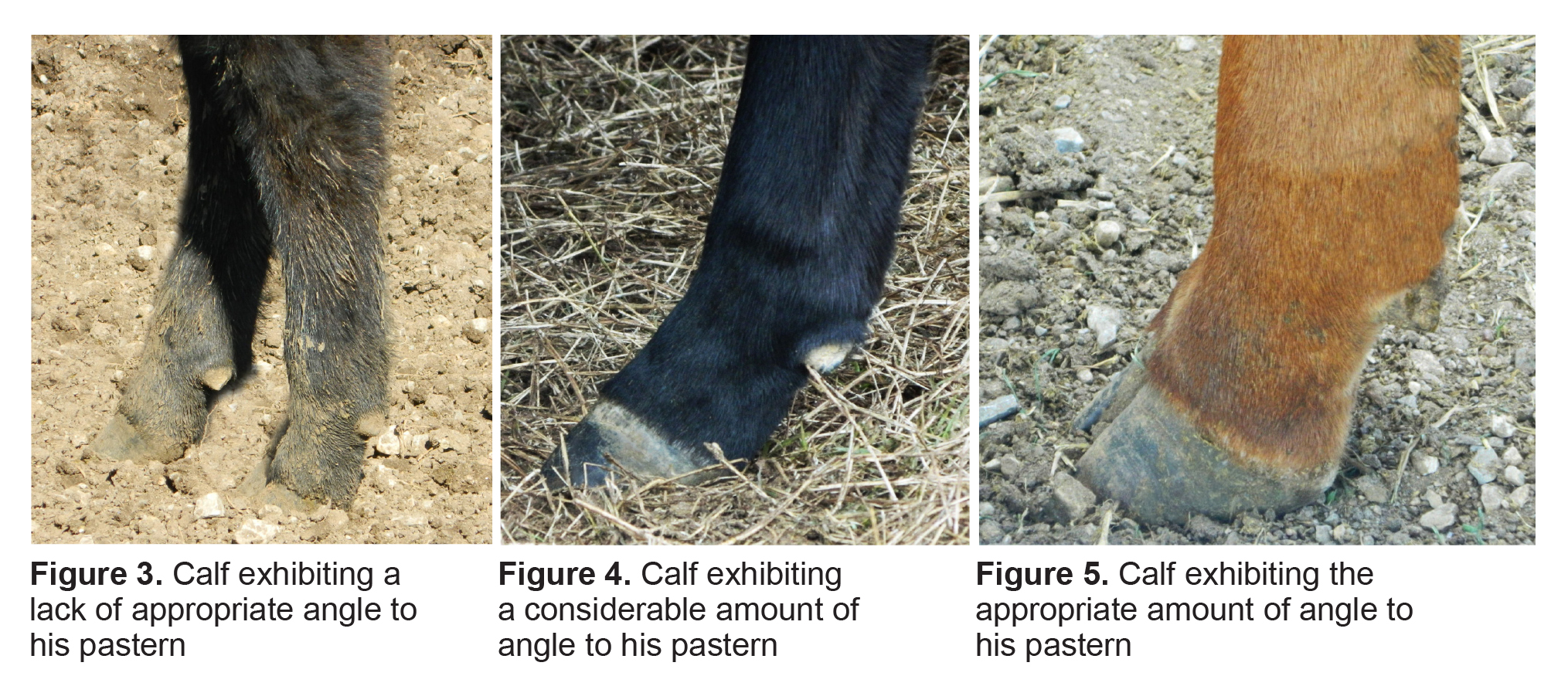 Figure 3. Calf exhibiting a lack of appropriate angle to his pastern. Figure 4. Calf exhibiting a considerable amount of angle to his pastern. Figure 5. Calf exhibiting the appropriate amount of angle to his pastern.
