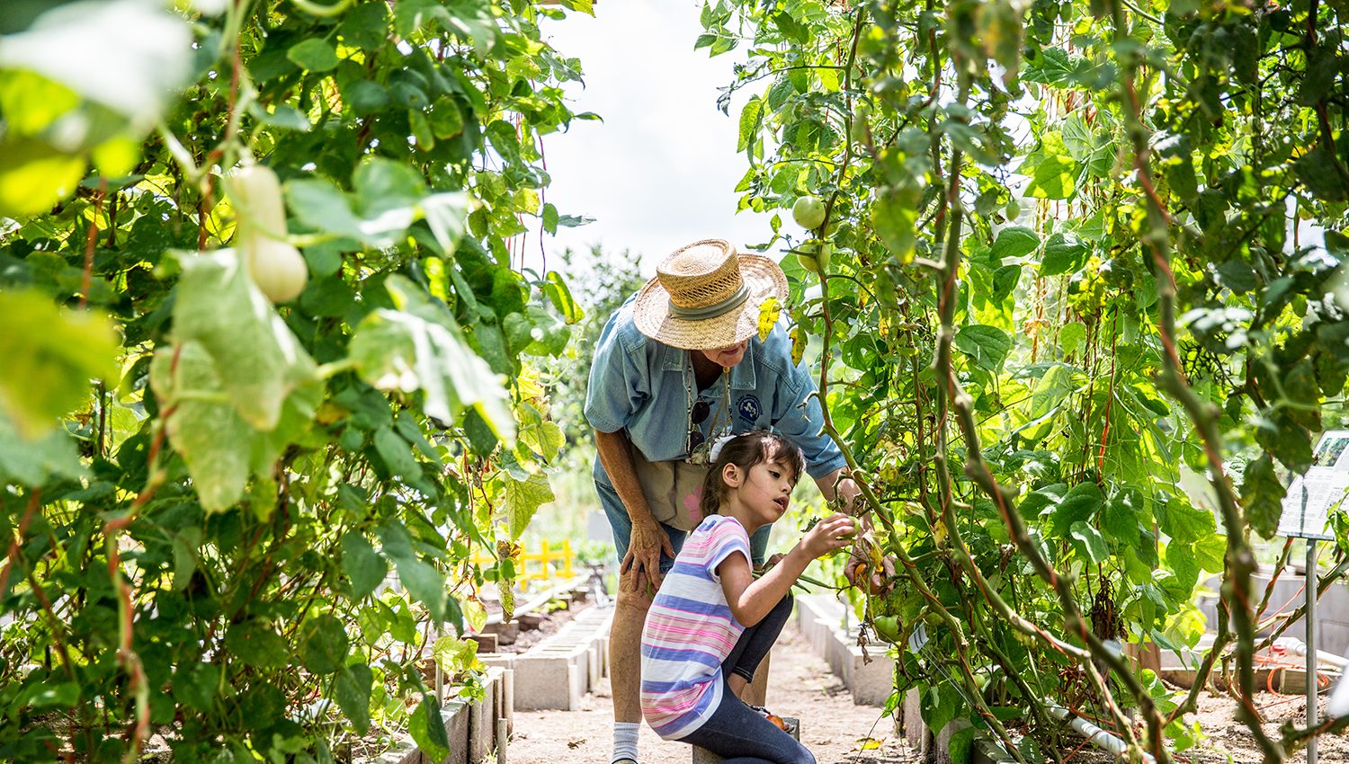 A younger girl in the garden with an older person picking produce.