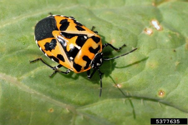 Harlequin bug