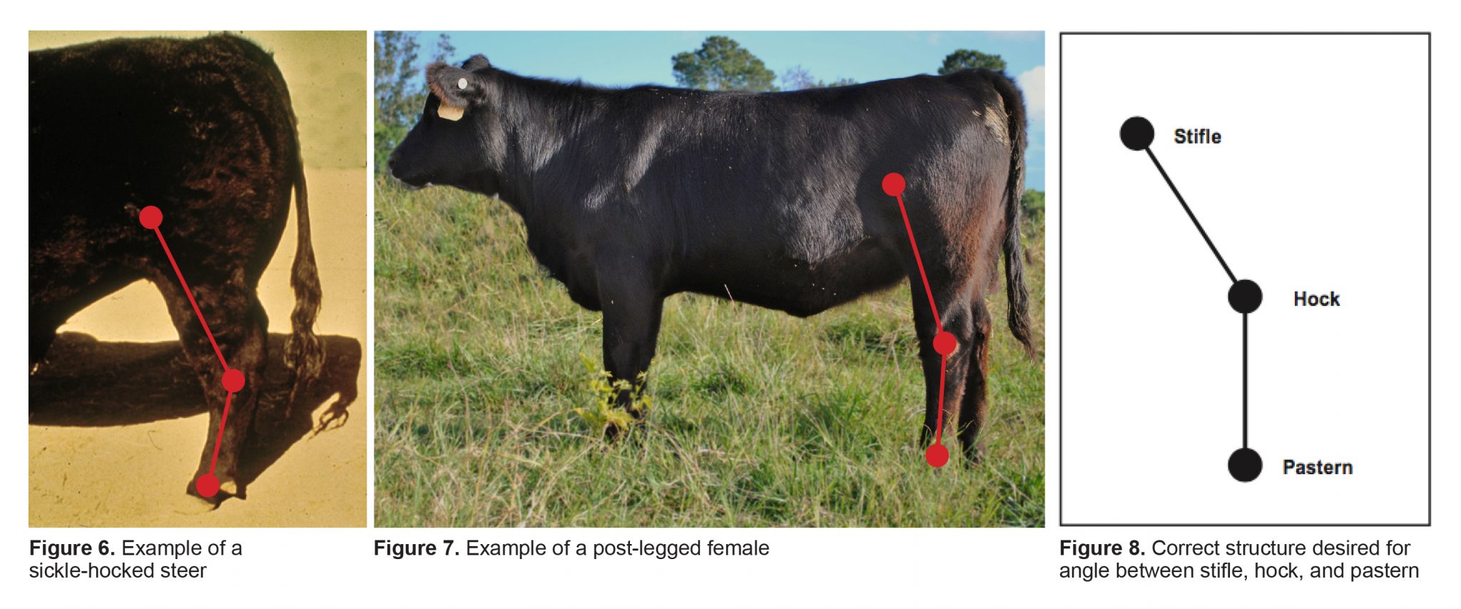 Figure 6. Example of a sickle-hocked steer. Figure 7. Example of a post-legged female. Figure 8. Correct structure desired for angle between stifle, hock, and pastern.