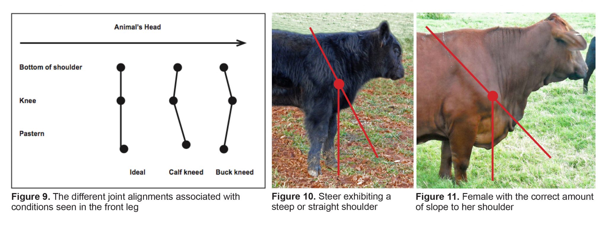 Figure 9. The different joint alignments associated with conditions seen in the front leg. Figure 10. Steer exhibiting a steep or straight shoulder. Figure 11. Female with the correct amount of slope to her shoulder.