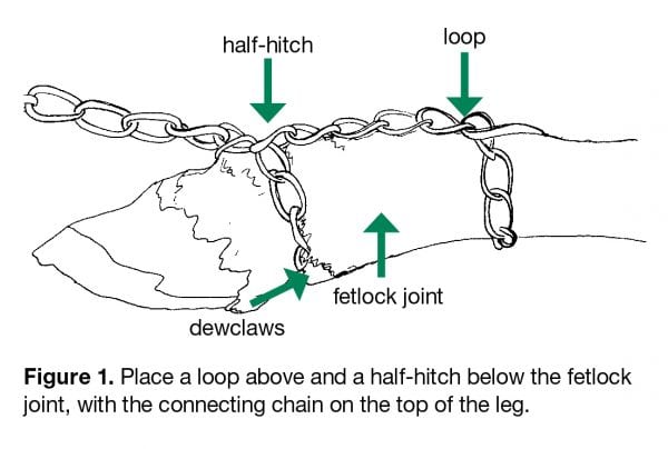 Place a loop above and a half-hitch below the fetlock joint, with the connecting chain on the top of the leg.