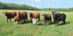 A group of cattle in a pasture.