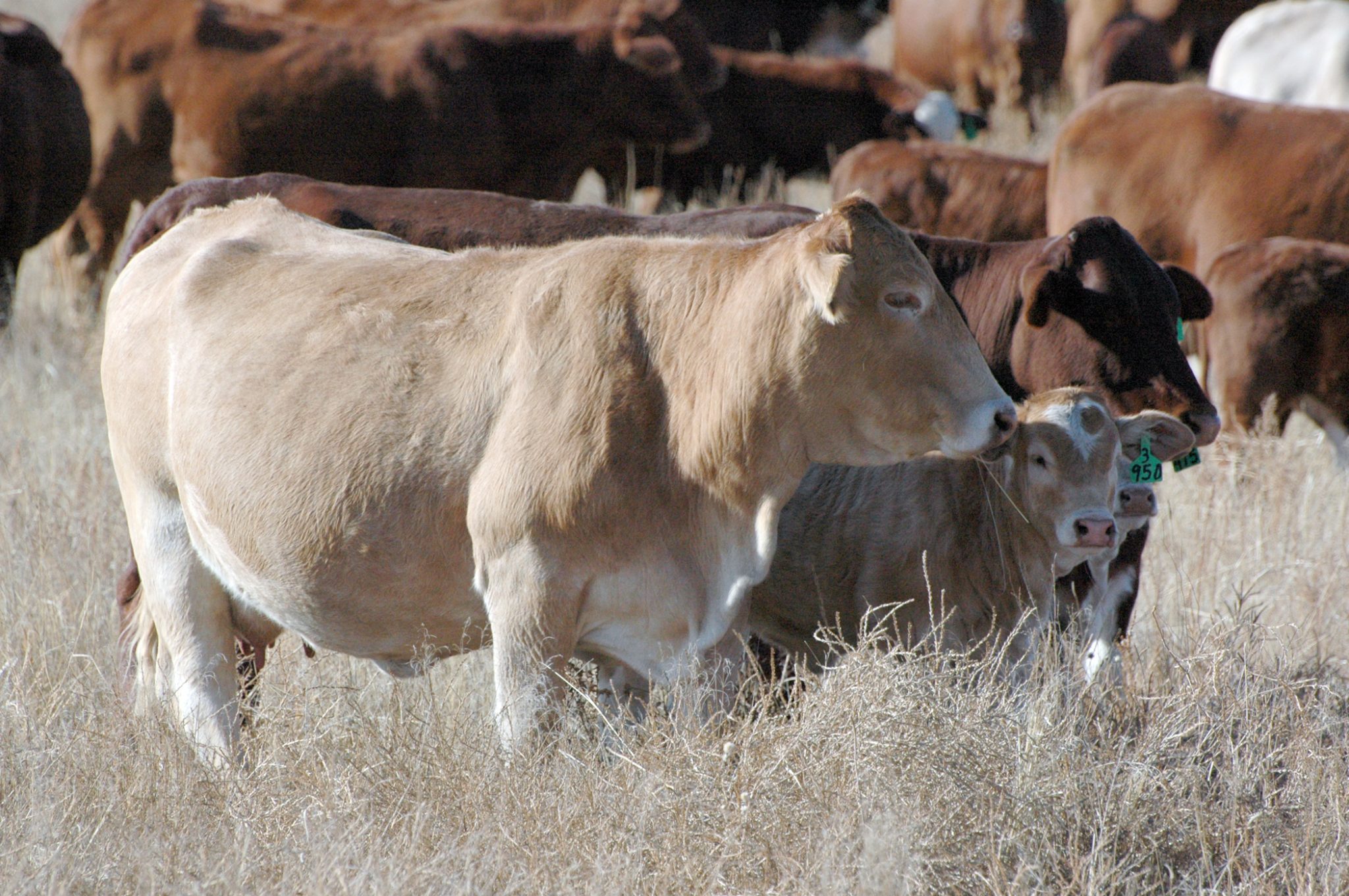 Vaccinations for the Beef Cattle Herd - Alabama Cooperative Extension System
