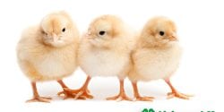 chicks on white background in Alabama 4-H Chick Chain; Alabama 4-H; Animals