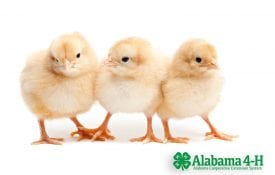 chicks on white background in Alabama 4-H Chick Chain; Alabama 4-H; Animals