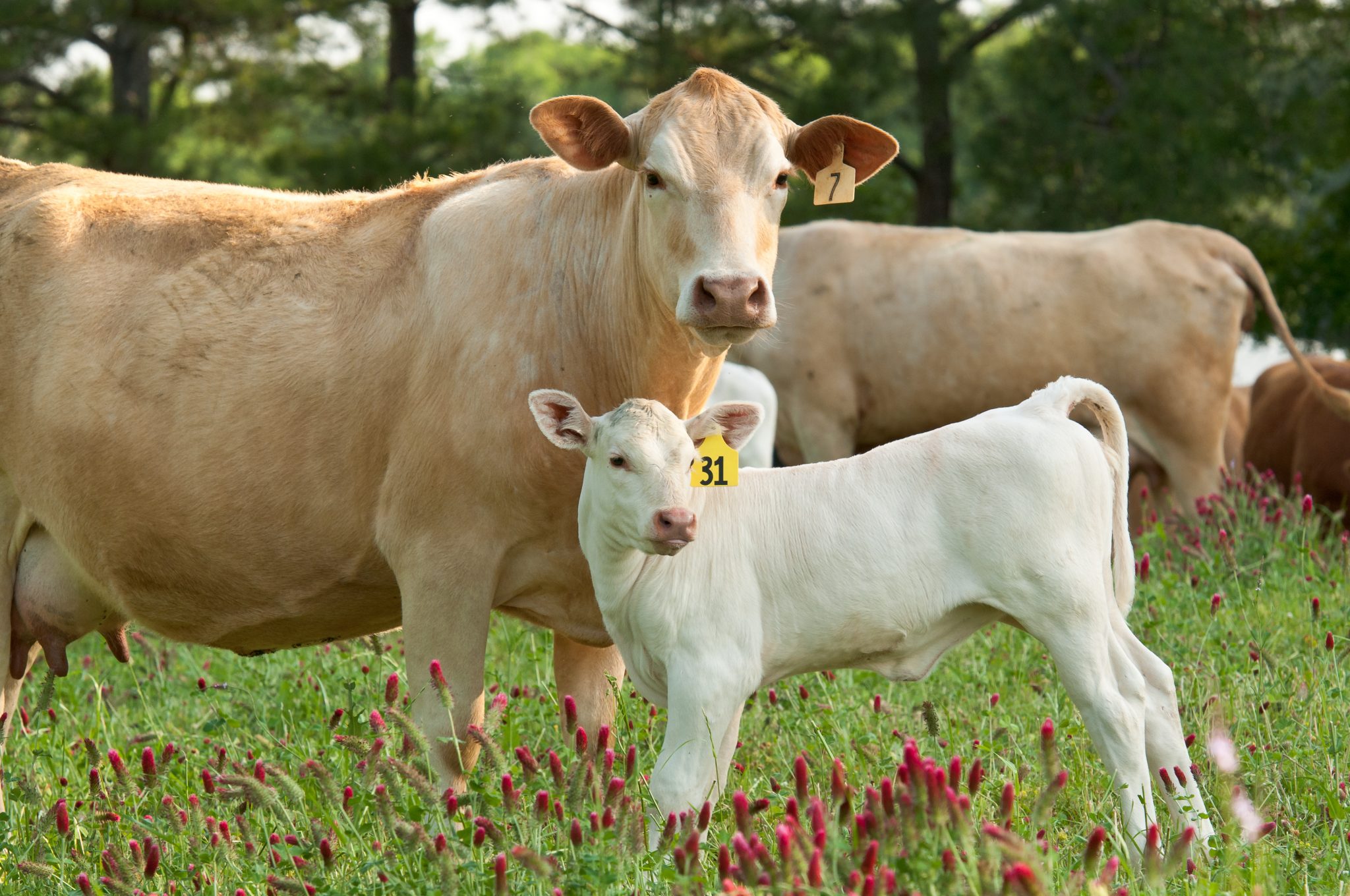 Cow calf pair