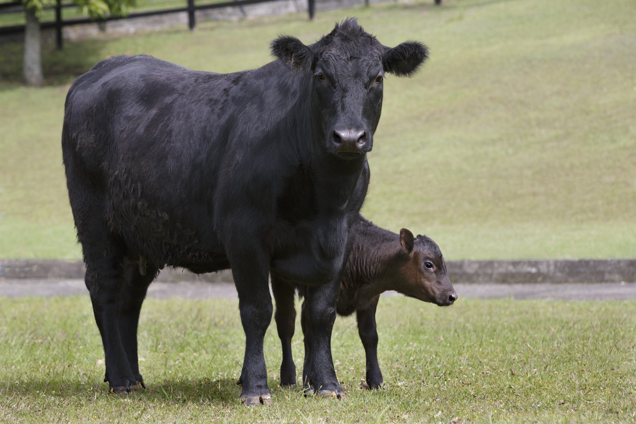 Black cow and calf pair standing in a pasture.