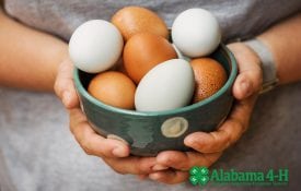 bowl of Alabama 4-H Golden Egg Contest eggs; Alabama 4-H; animals; programs
