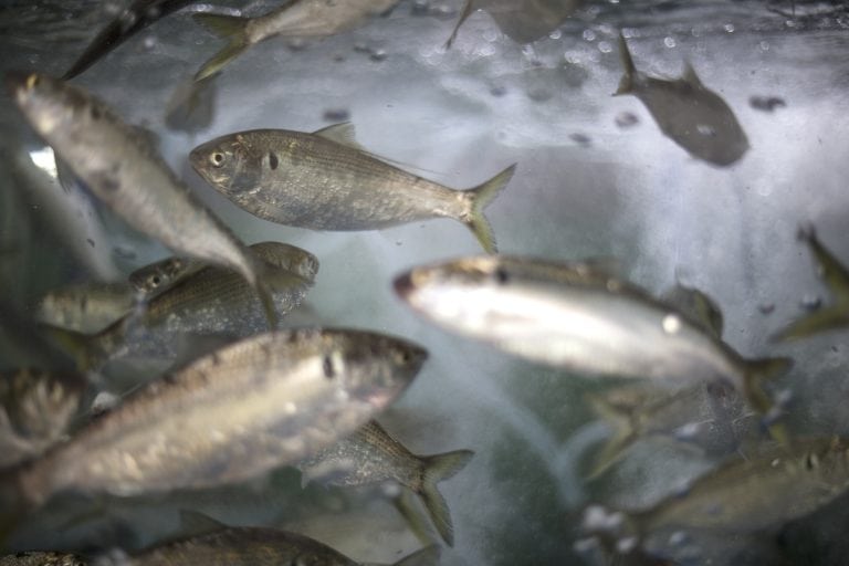 Threadfin Shad Producers and Dealers Alabama Cooperative Extension System