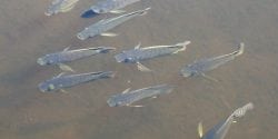 These are a variety of Blue Tilapia swimming in the wetlands.