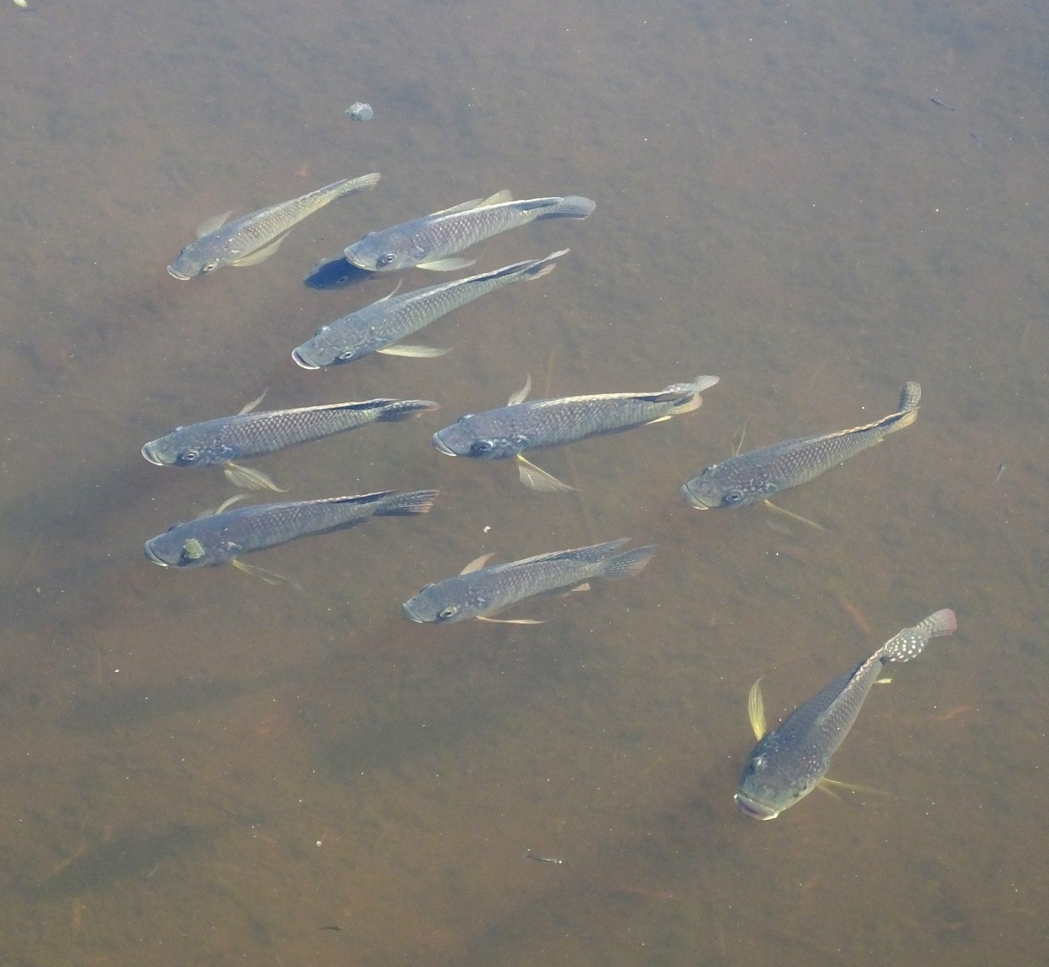 These are a variety of Blue Tilapia swimming in the wetlands.