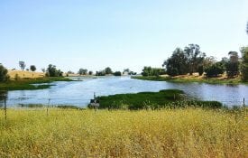 Pond Against Clear Sky