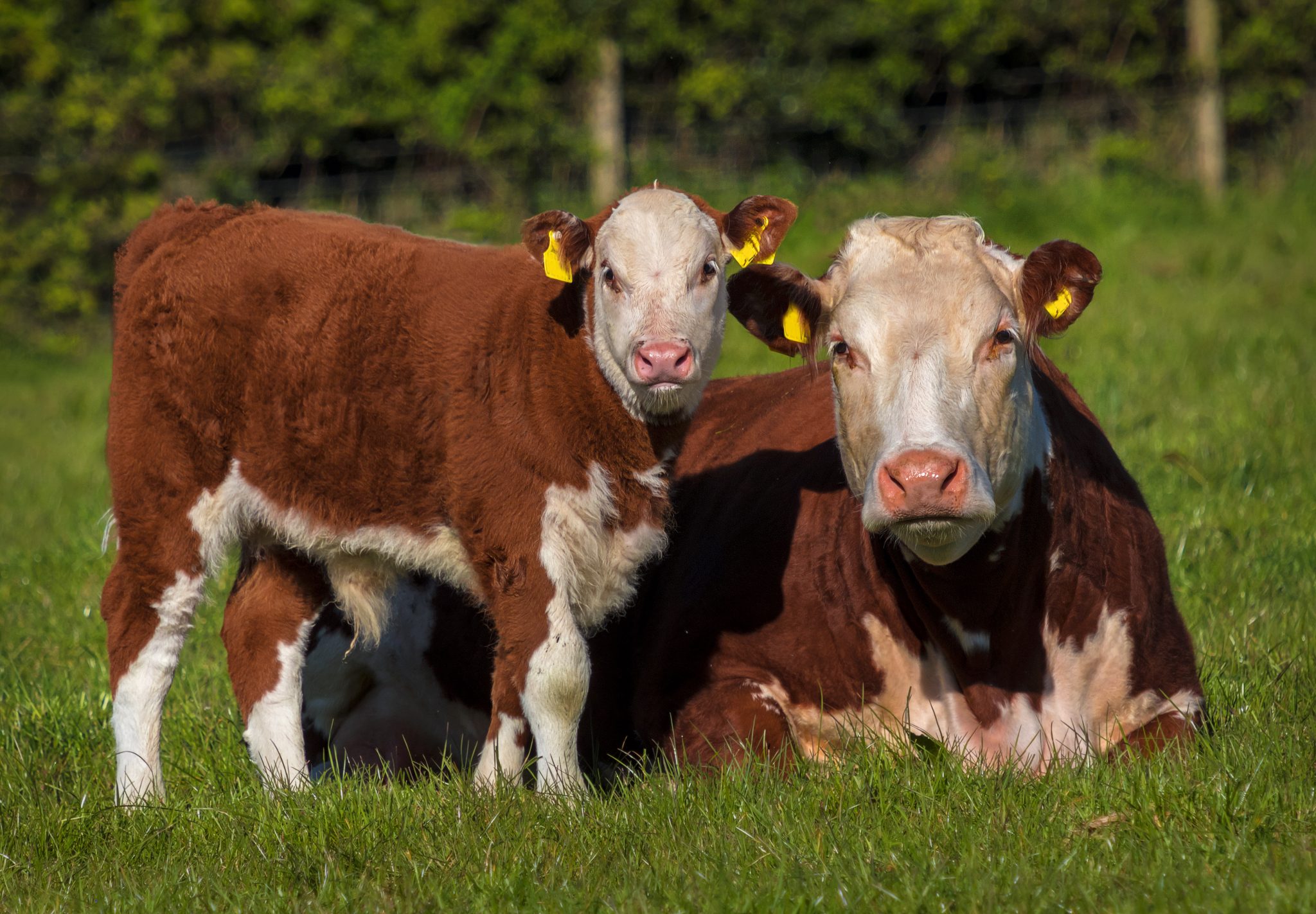 A hereford cow with her bull calf.