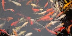 Koi Carps Swimming In Pond