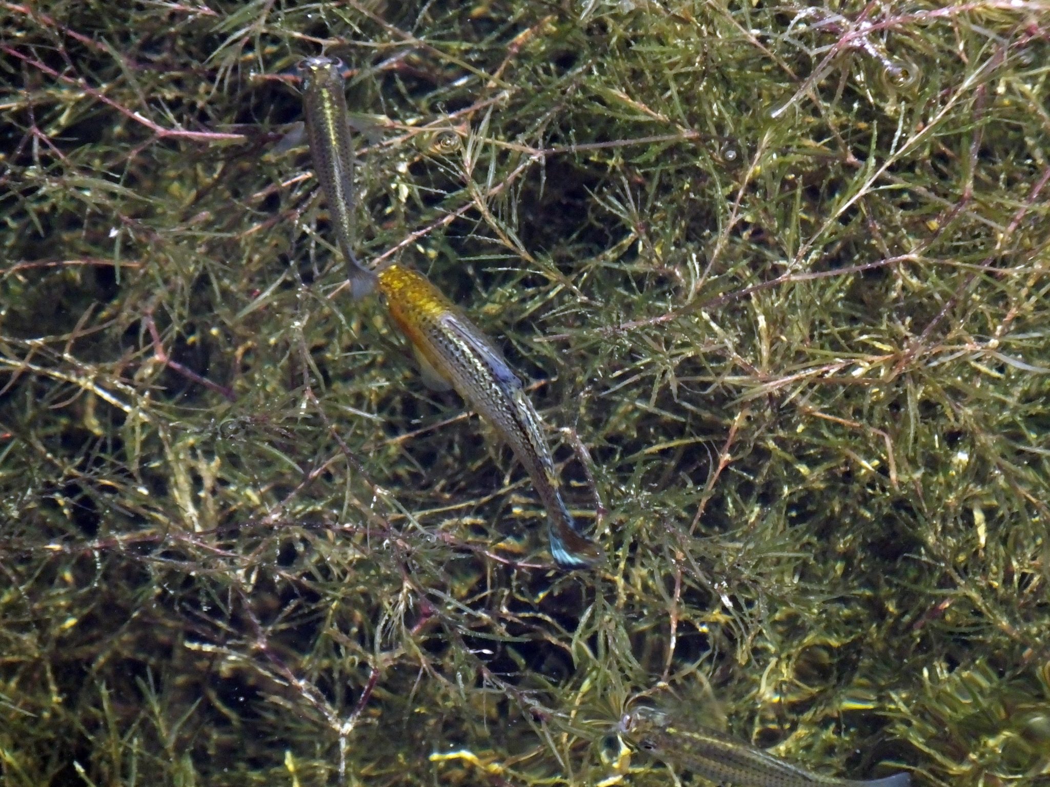 Gambusia (mosquito fish)