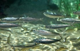 Silver Freshwater Minnows
