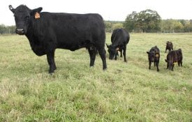 Cows and calves in a pasture.