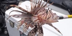 A venomous lionfish captured in Alabama waters.
