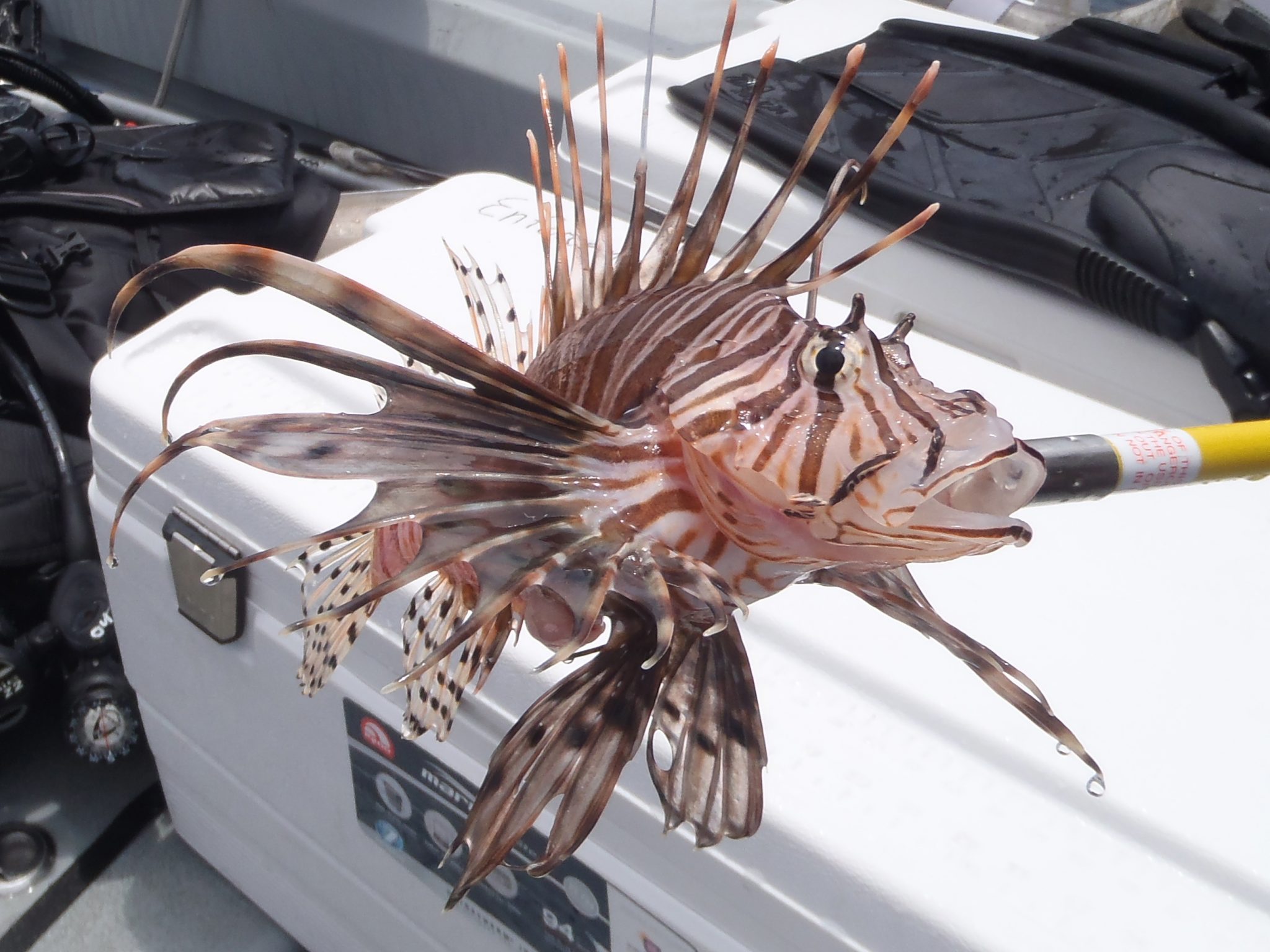 A venomous lionfish captured in Alabama waters