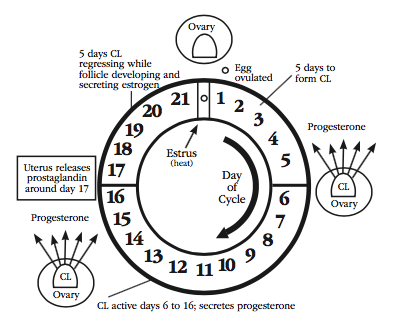 Figure 1. Cyclicity—the normal 21-day cycle