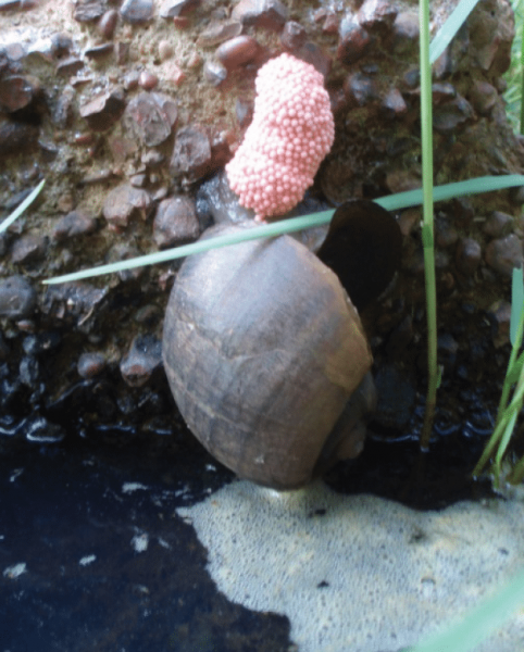 An Amazonian apple snail depositing an egg mass.