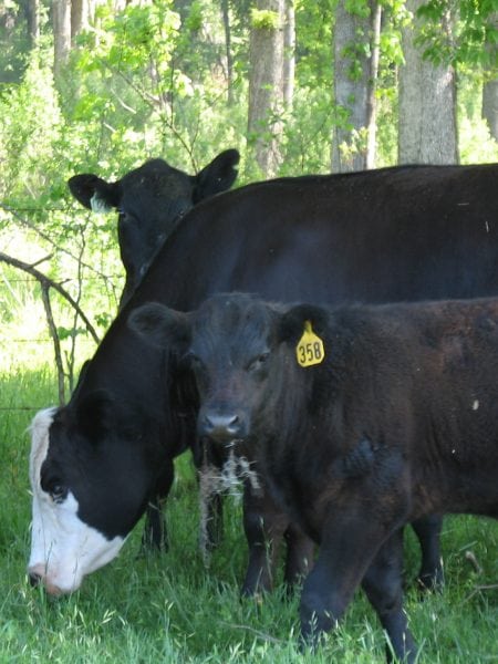 Black cattle grazing in a pasture.