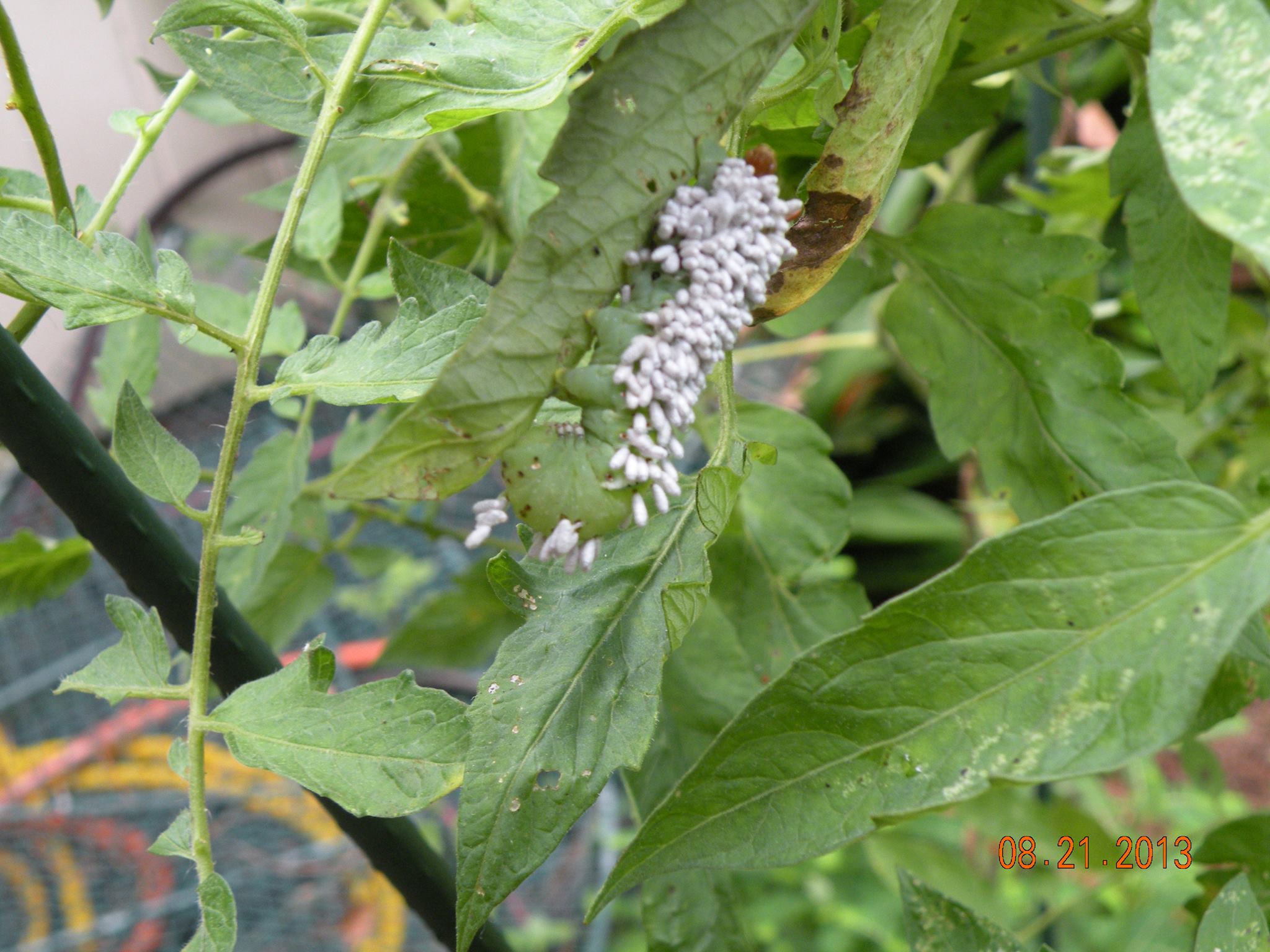 insect eggs on a plant