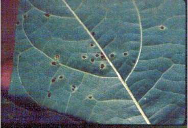 Figure 6. Rust colored pustules on bean leaf symptomatic of bean rust