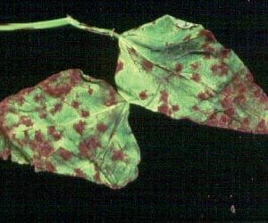 Figure 7. Reddish-purple leaf lesions caused by bean anthracnose