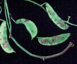 Figure 9. Small, reddish-brown elongated spots are symptomatic of anthracnose on bean pods