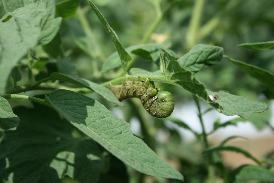 A hornworm on a plant.