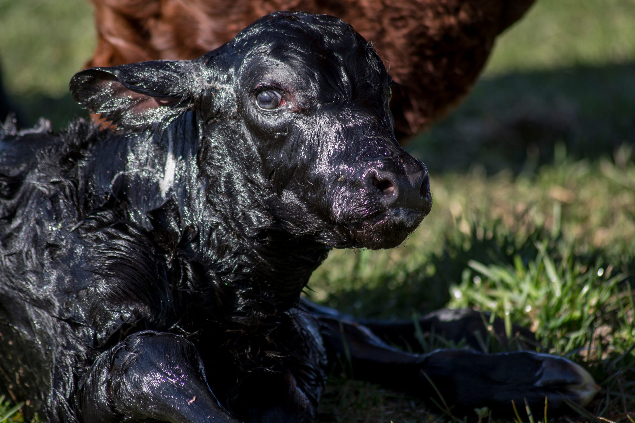 Black newborn calf.